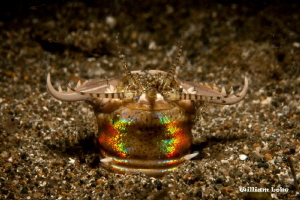 Bobbit Worm by William Loke 